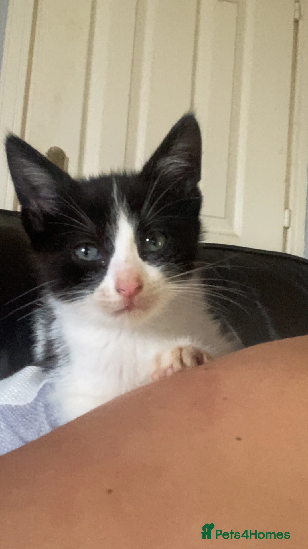 Mixed Breed cats for sale: Cute kittens  in Larne - Advert 2