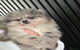 Pomeranian dogs for sale: Adorable bear faced fluffy merle Pomeranians - Image 17