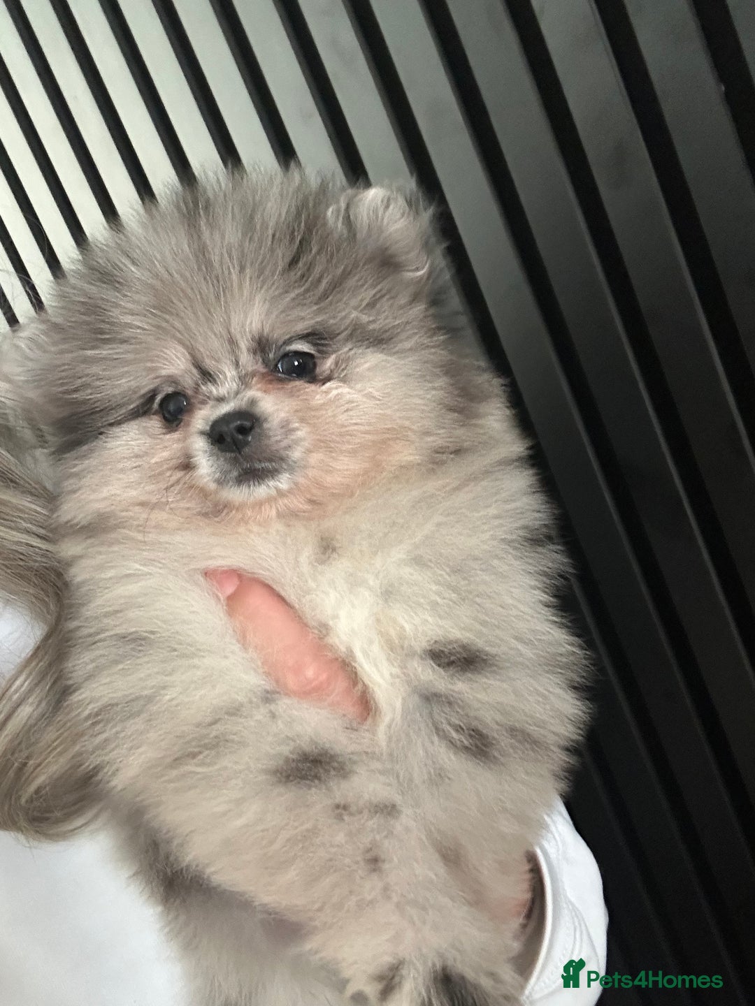 Pomeranian dogs for sale: Adorable bear faced fluffy merle Pomeranians - Image 17