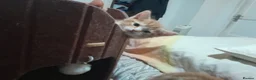 Mixed Breed cats for sale: 4 beautiful and gorgeous kittens😻😸😺😽 in London - Advert 4