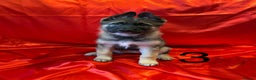 Mixed Breed dogs for sale: German Shepherd x Akita puppies - READY IN JANUARY - Advert 10