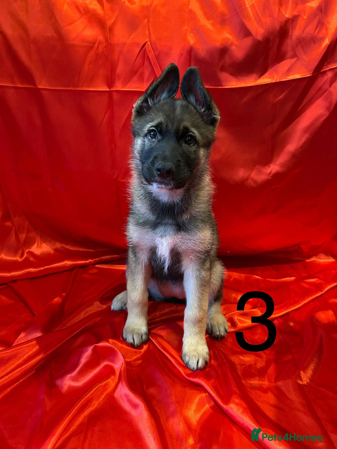 Mixed Breed dogs for sale: German Shepherd x Akita puppies - READY IN JANUARY - Advert 10