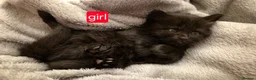 Mixed Breed cats for sale: 4 kittens  in London - Advert 6