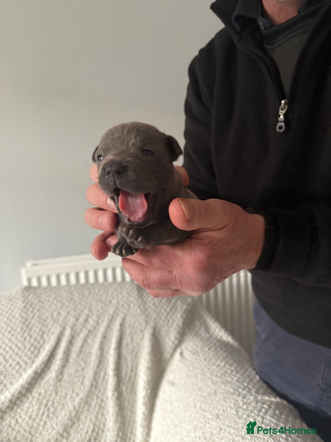 Staffordshire Bull Terrier dogs for sale: Six blue and black Staffordshire bull terriers  - Advert 12