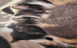 Mixed Breed cats for sale: Kittens looking for loving forever home - Image 17