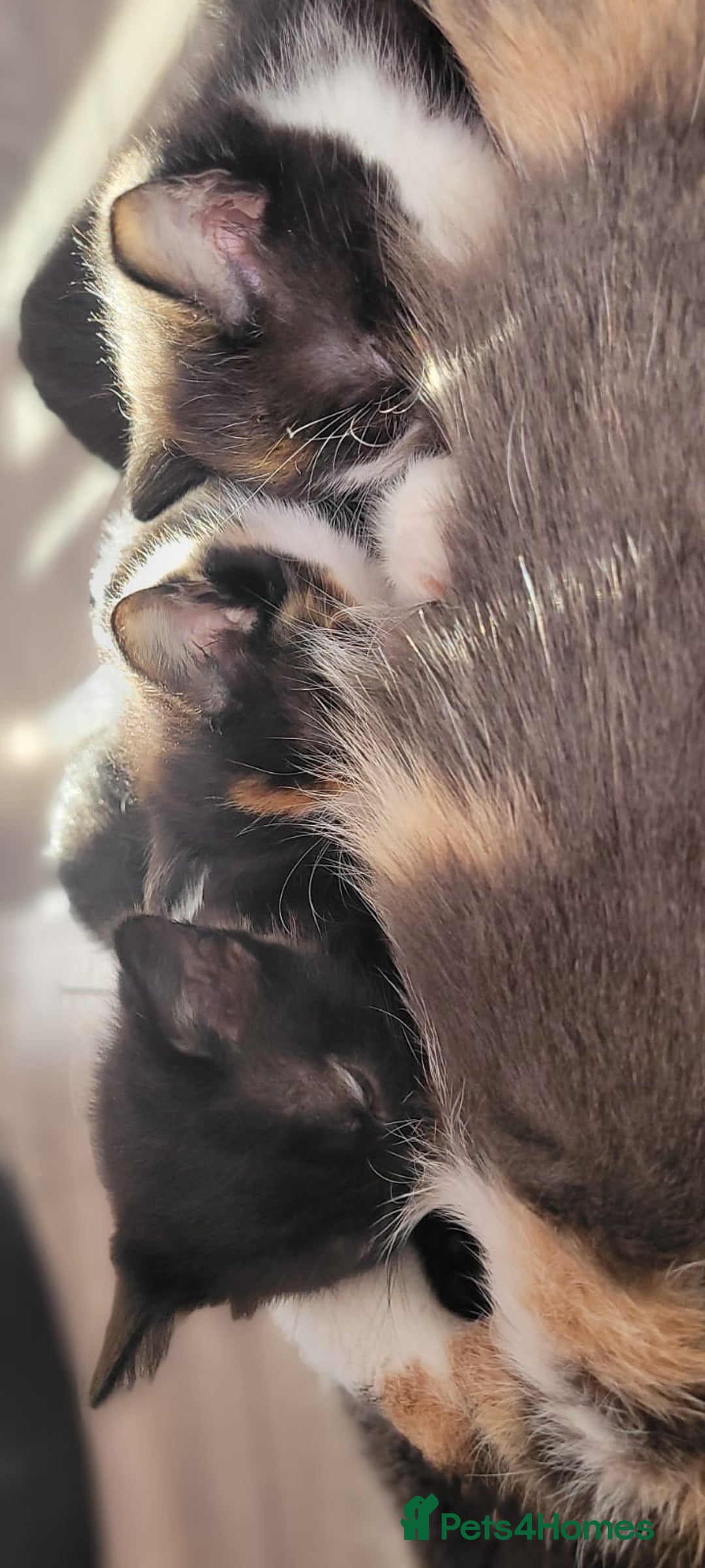 Mixed Breed cats for sale: Kittens looking for loving forever home - Image 17