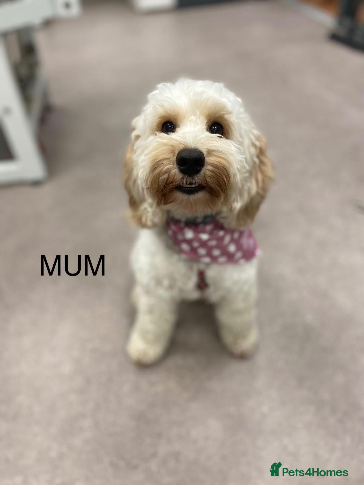 Cockapoo dogs for sale: Girl cockapoo 9 weeks old  - Advert 2