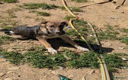 Mixed Breed dogs for adoption: Mac is looking for a family with another dog! - Image 6