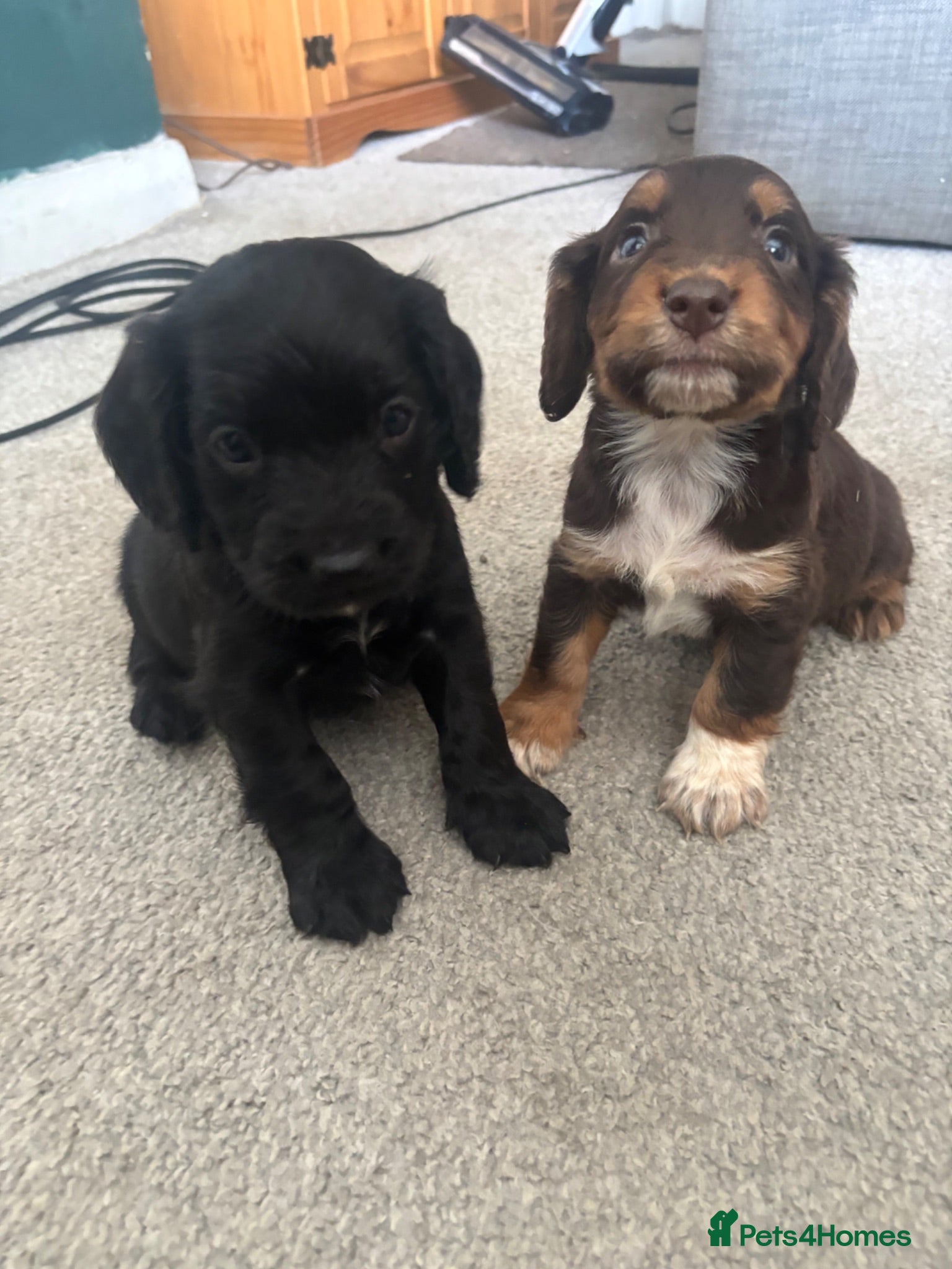 Cocker Spaniel dogs 3 beautiful cocker spaniel boys💙 - Advert 1