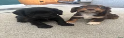 Cocker Spaniel dogs for sale: 3 beautiful cocker spaniel boys💙 - Advert 1