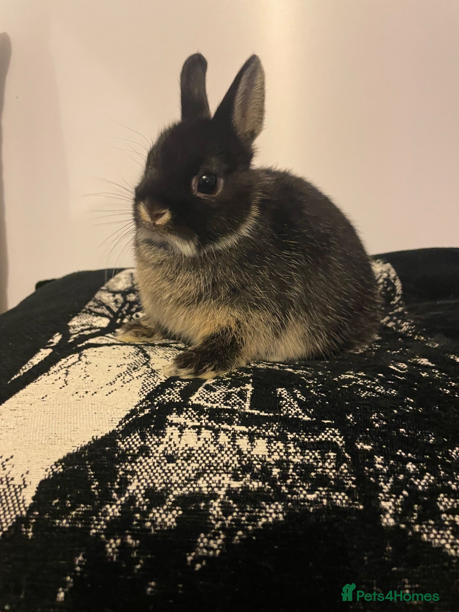 Netherland Dwarf rabbits Netherland Dwarf purebred Baby Rabbits - Advert 2