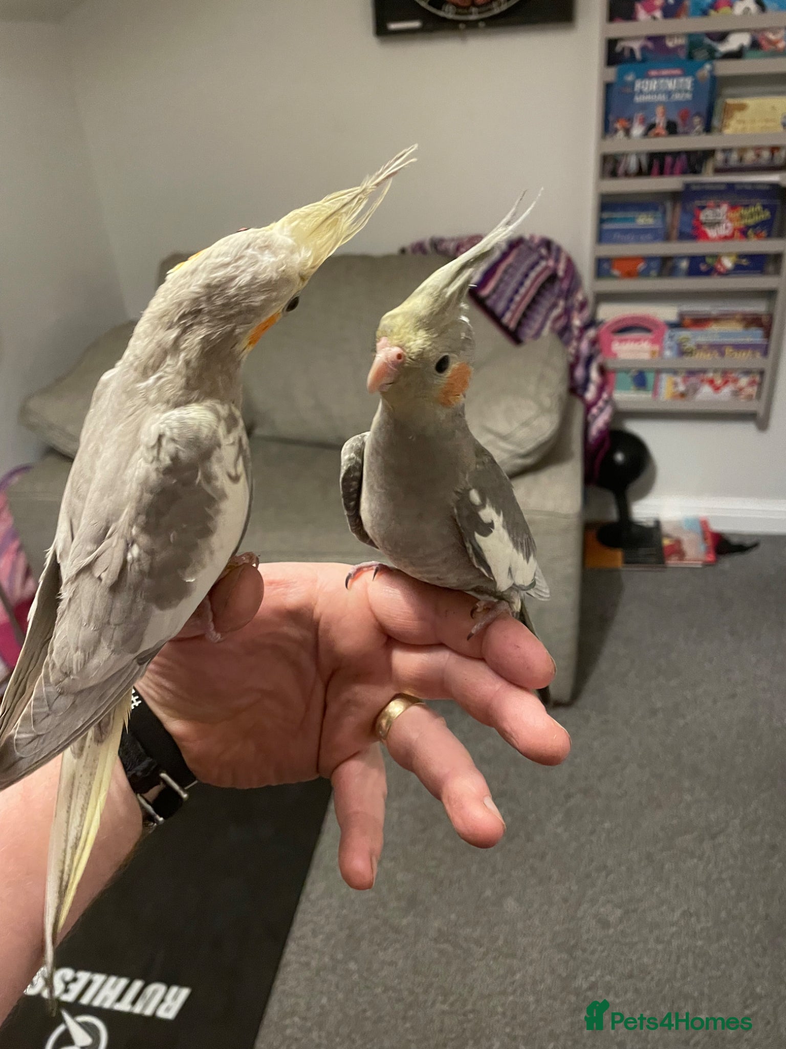 Cockatiels birds Cockatiels  - Advert 2