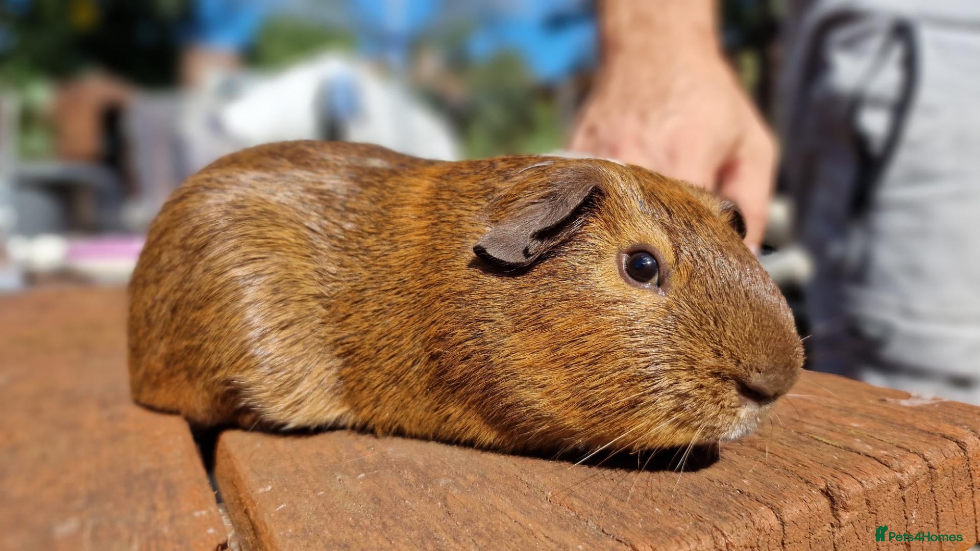Chickens poultry for sale: California x male Guinea pig 6 months old - Advert 2