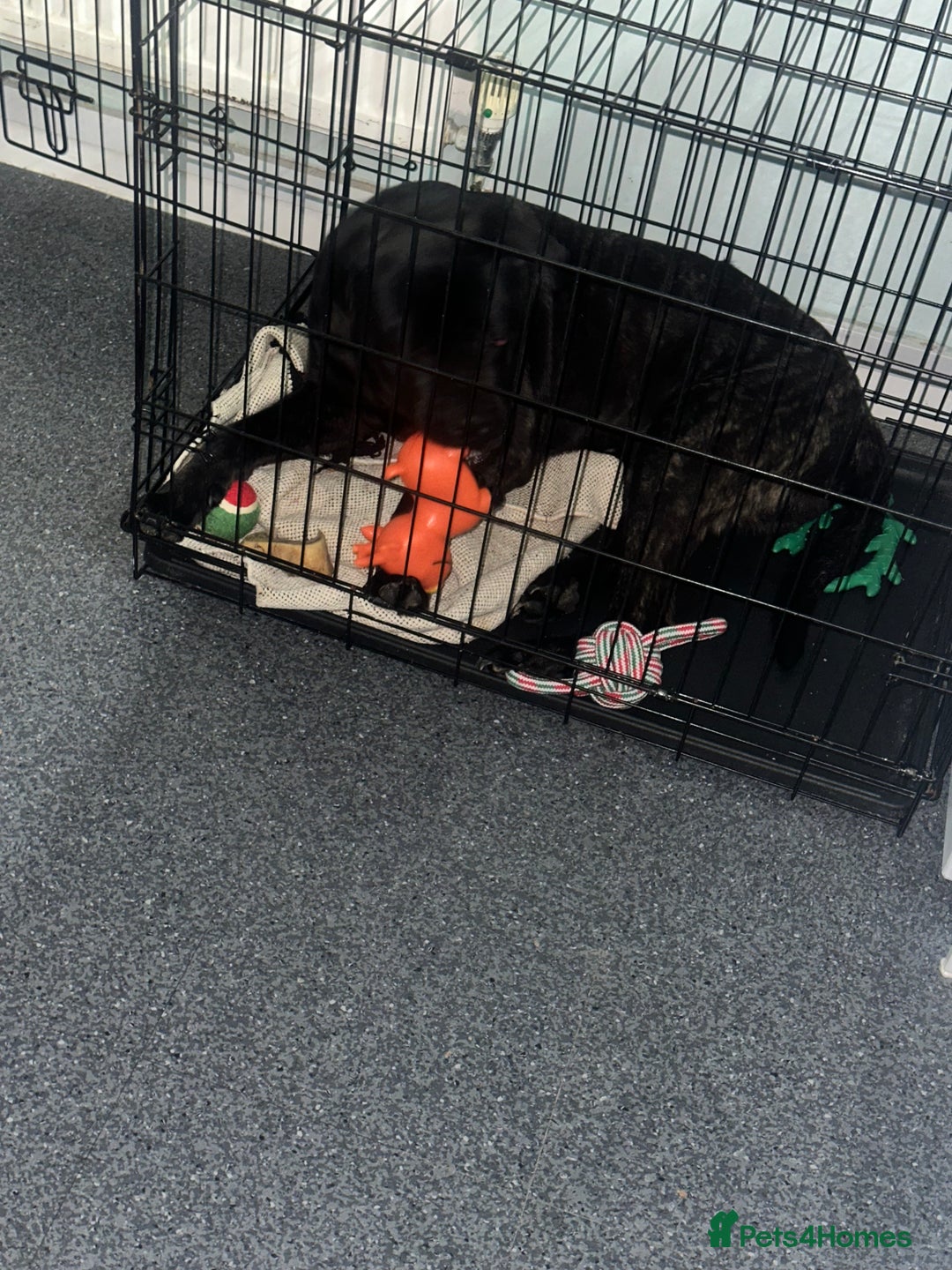 Mixed Breed dogs for sale: Eight month old puppy  - Advert 1