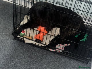 Mixed Breed dogs Eight month old puppy - Advert 14