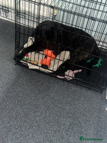 Mixed Breed dogs Eight month old puppy - Advert 1