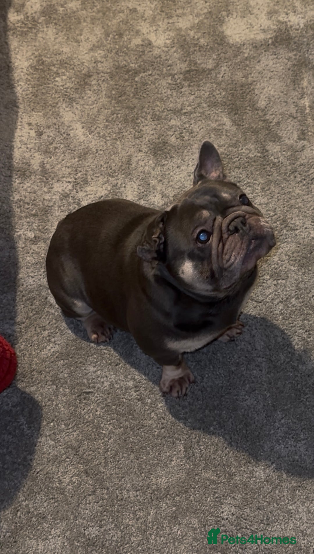 French Bulldog dogs for sale: Pure Pedigree Grey and Tan French bulldog  - Advert 2