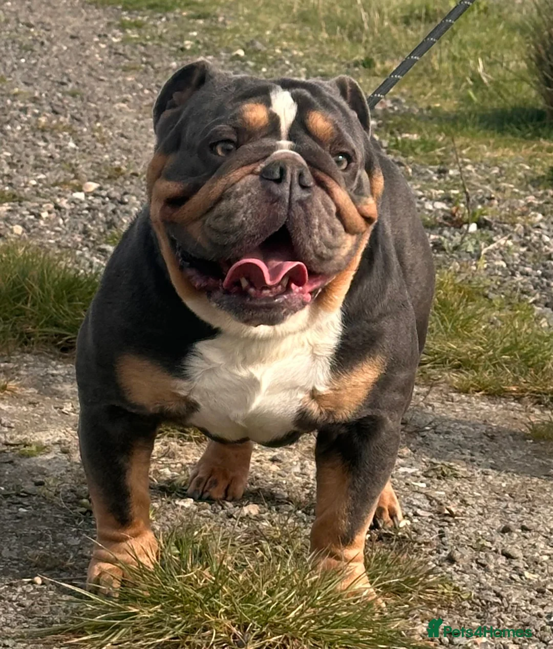 English Bulldog dogs for stud: Blue Tri stud boy health tested clear - Advert 1