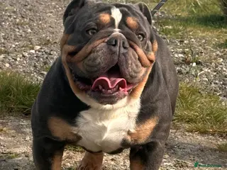 English Bulldog dogs Blue Tri stud boy health tested clear - Advert 9