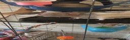 Rat rodents for sale: Rehoming pet rats in Llandudno Junction - Advert 3