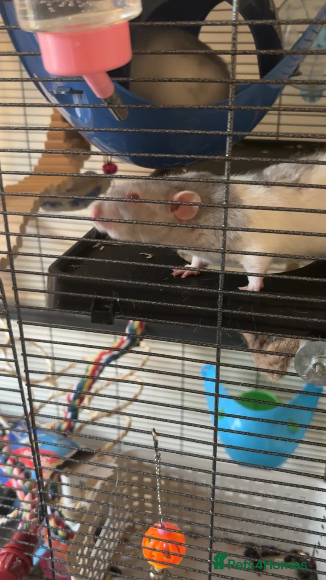 Rat rodents for sale: Rehoming pet rats in Llandudno Junction - Advert 3