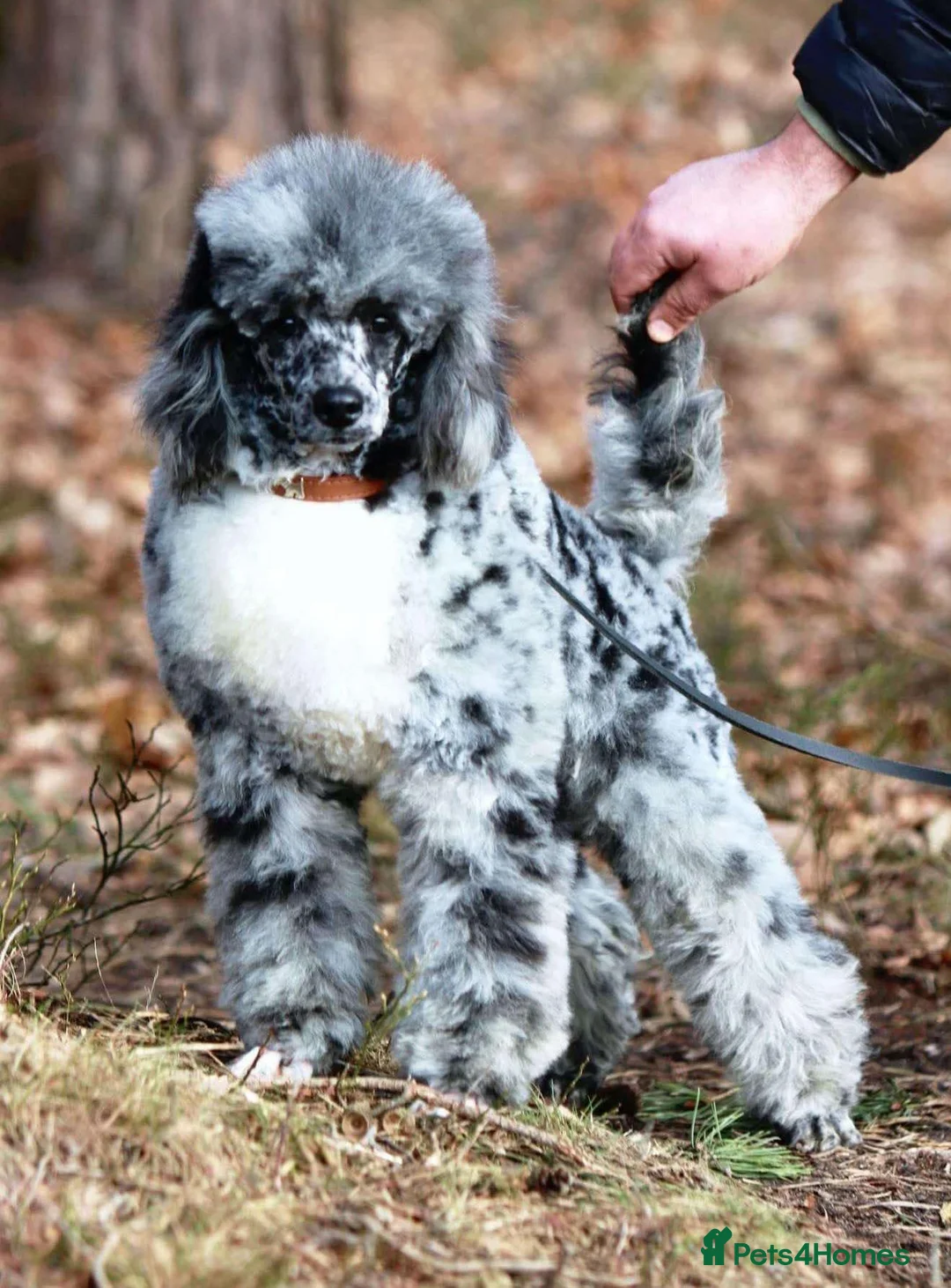 Cockapoo dogs for sale: Beautiful puppies  - Advert 2