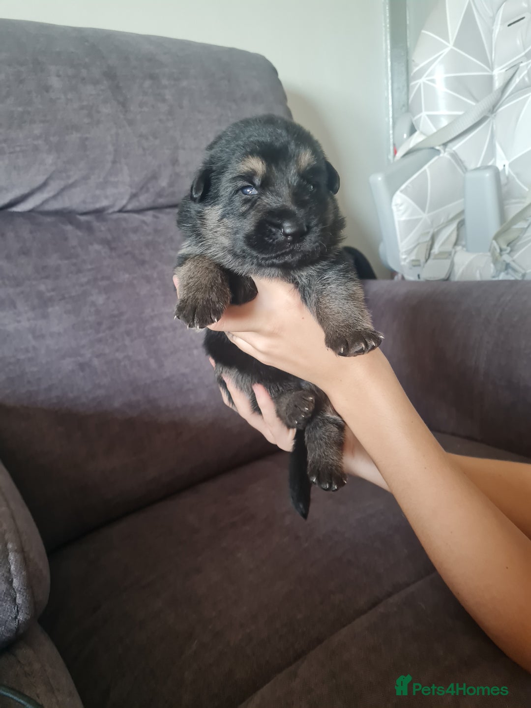 German Shepherd dogs for sale: German shepherd puppies  - Image 23