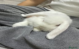 Dwarf Lop rabbits for sale: Adorable lop bunny - Image 2