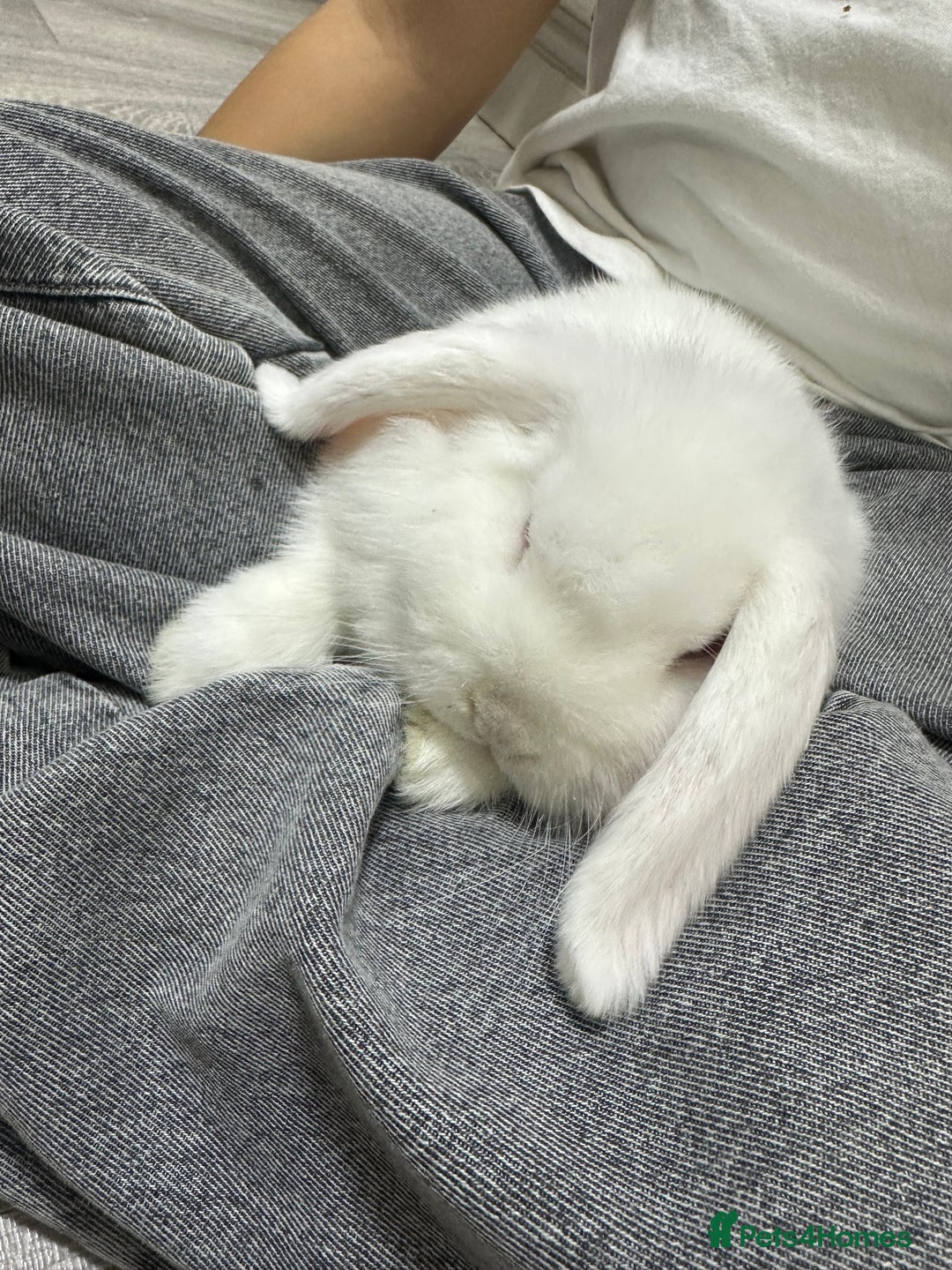 Dwarf Lop rabbits for sale: Adorable lop bunny - Image 2