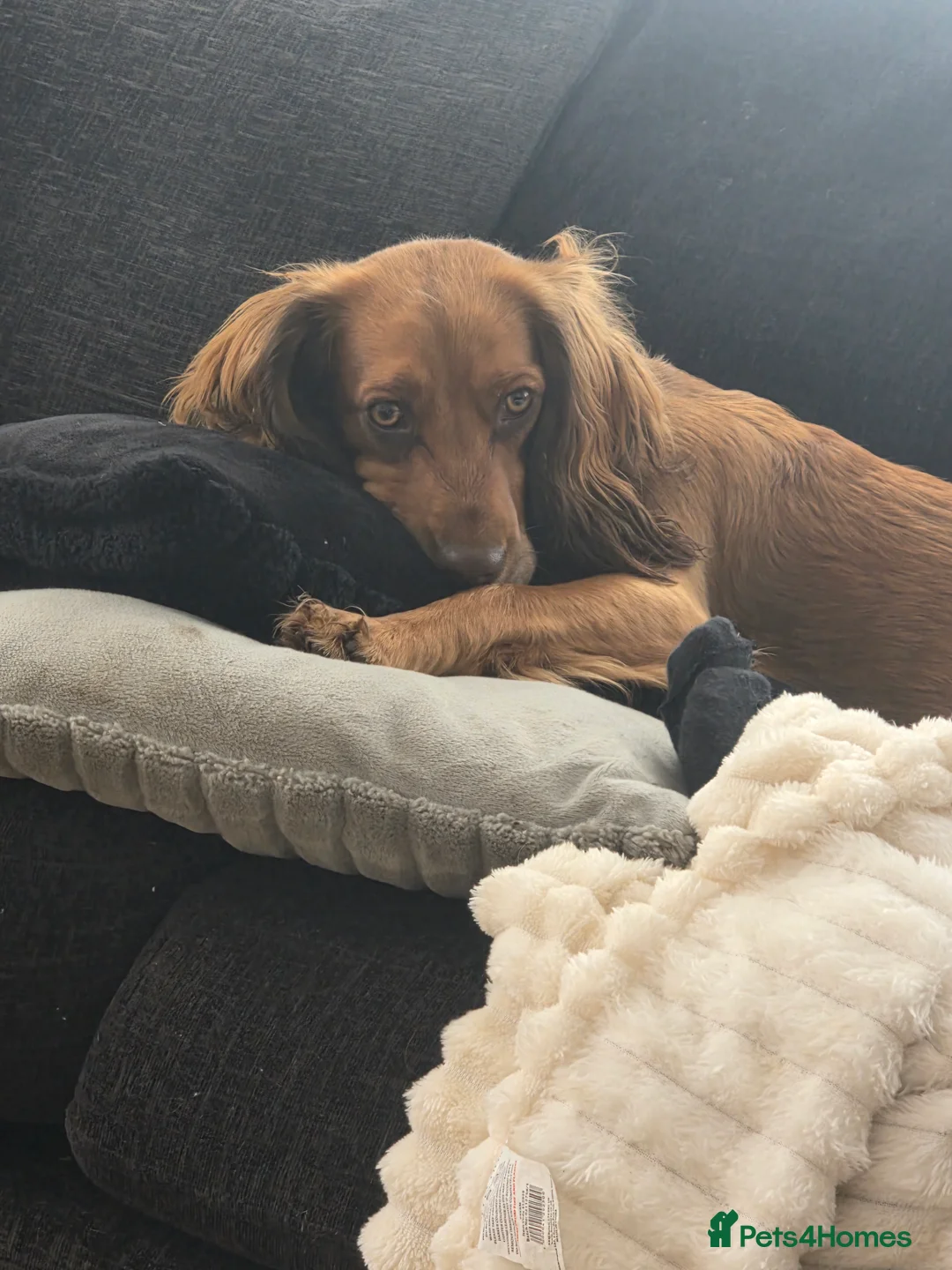 Bocker dogs for sale: Rehome in Braintree - Advert 2