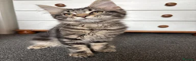 Maine Coon 1