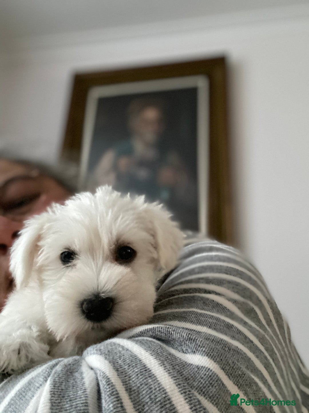 Miniature Schnauzer dogs for sale: 5*KC MINIATURE SCHNAUZER PUPPIES  - Advert 28