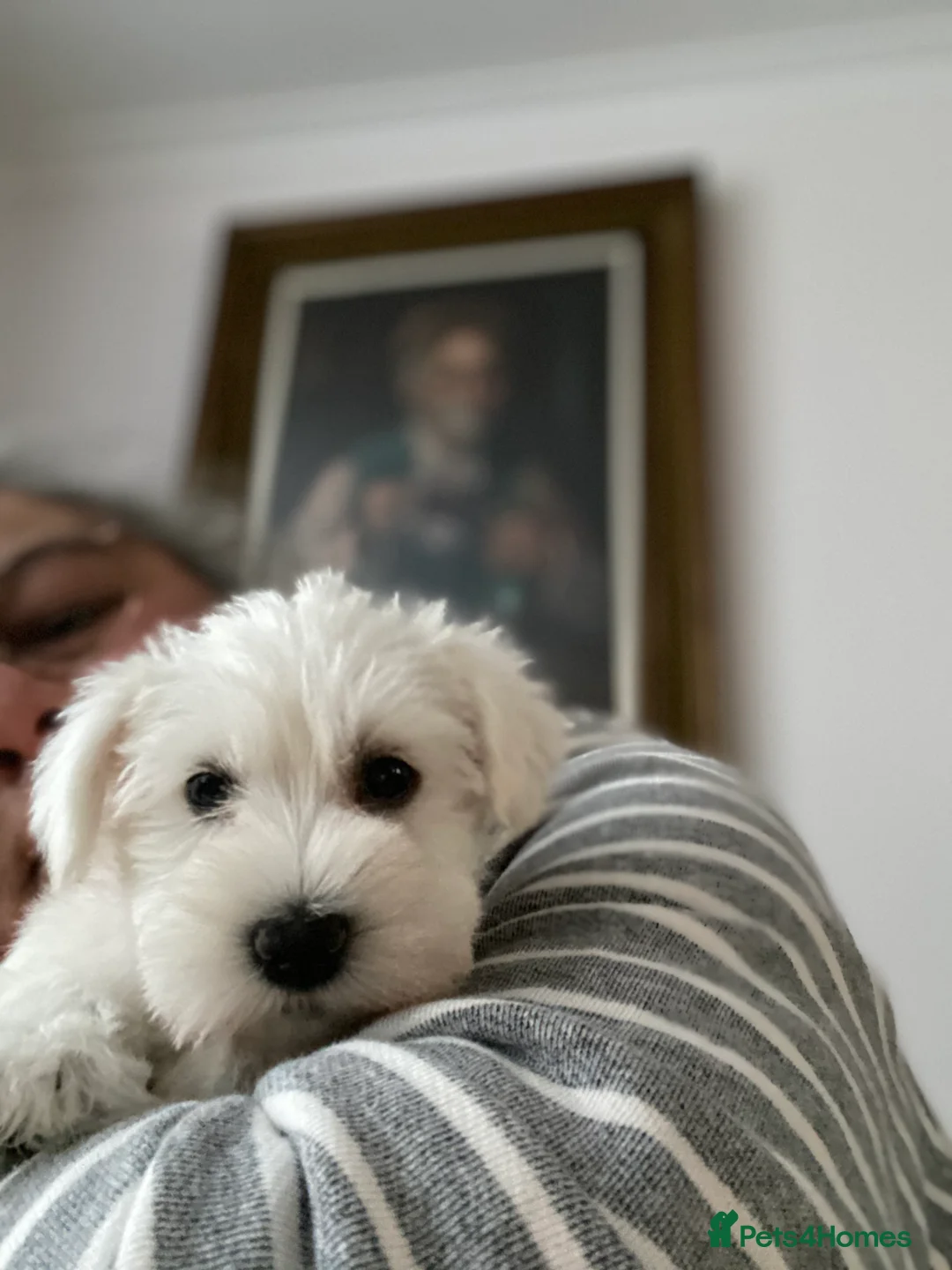 Miniature Schnauzer dogs for sale: 5*KC MINIATURE SCHNAUZER PUPPIES  - Advert 29