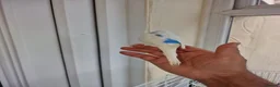 Budgerigars birds for sale: Super silly hand tamed baby budgies  - Advert 23
