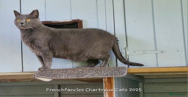 Chartreux cats - Advert 8
