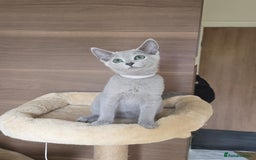 Russian Blue cats for sale: Russian Blue kittens Tica registered  - Image 26