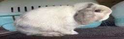 Mini Lop rabbits for sale: Black sabled magpie mini lop buck/boy - Advert 7