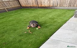 English Bulldog dogs for sale: Amazing Family Bulldog - Image 3