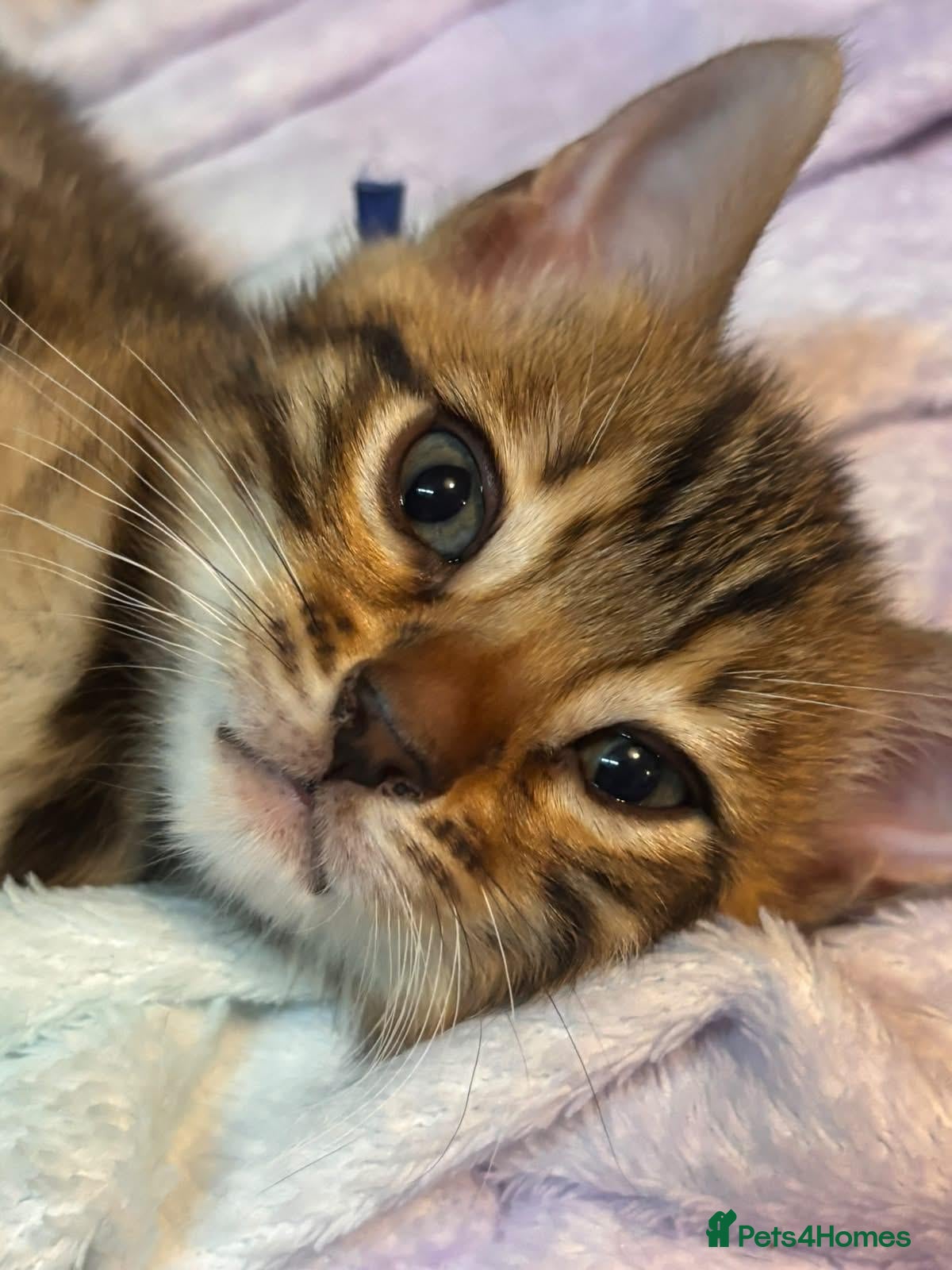 Bengal cats for sale: Pedigree Brown Rosetted Bengal Kittens - Advert 2