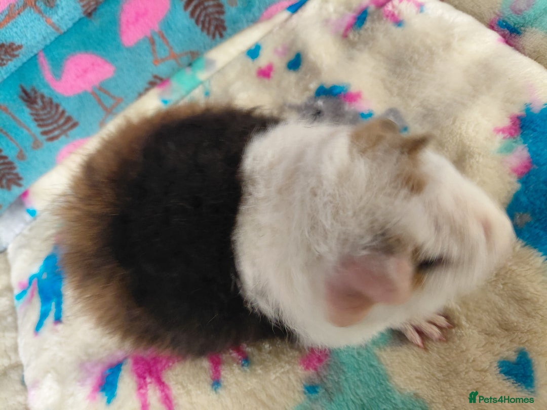 Guinea Pig rodents for sale: Pair of baby merino/teddy boars/brothers RTR - Image 7
