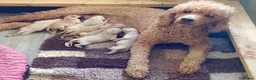 Standard Poodle dogs for sale: KC Standard Poodle Puppies - Advert 1