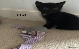 Mixed Breed cats for sale: Kittens ready for new homes  - Image 5