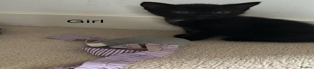 Mixed Breed Kitten 3