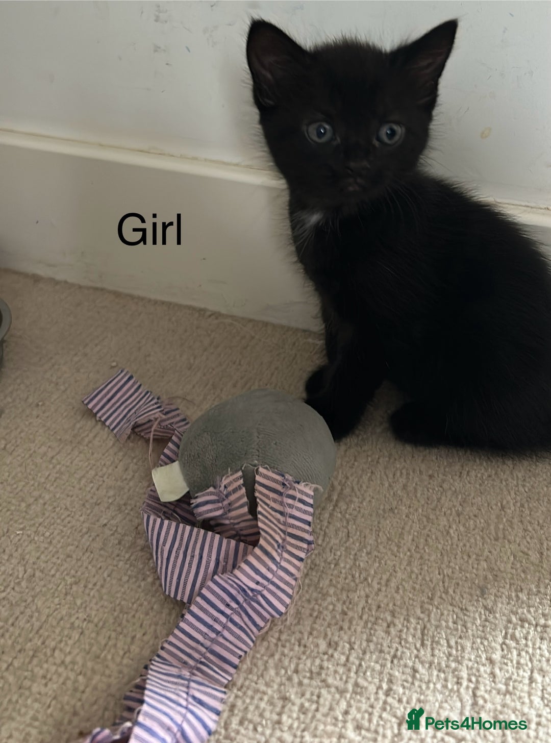Mixed Breed cats for sale: Kittens ready for new homes  - Image 5