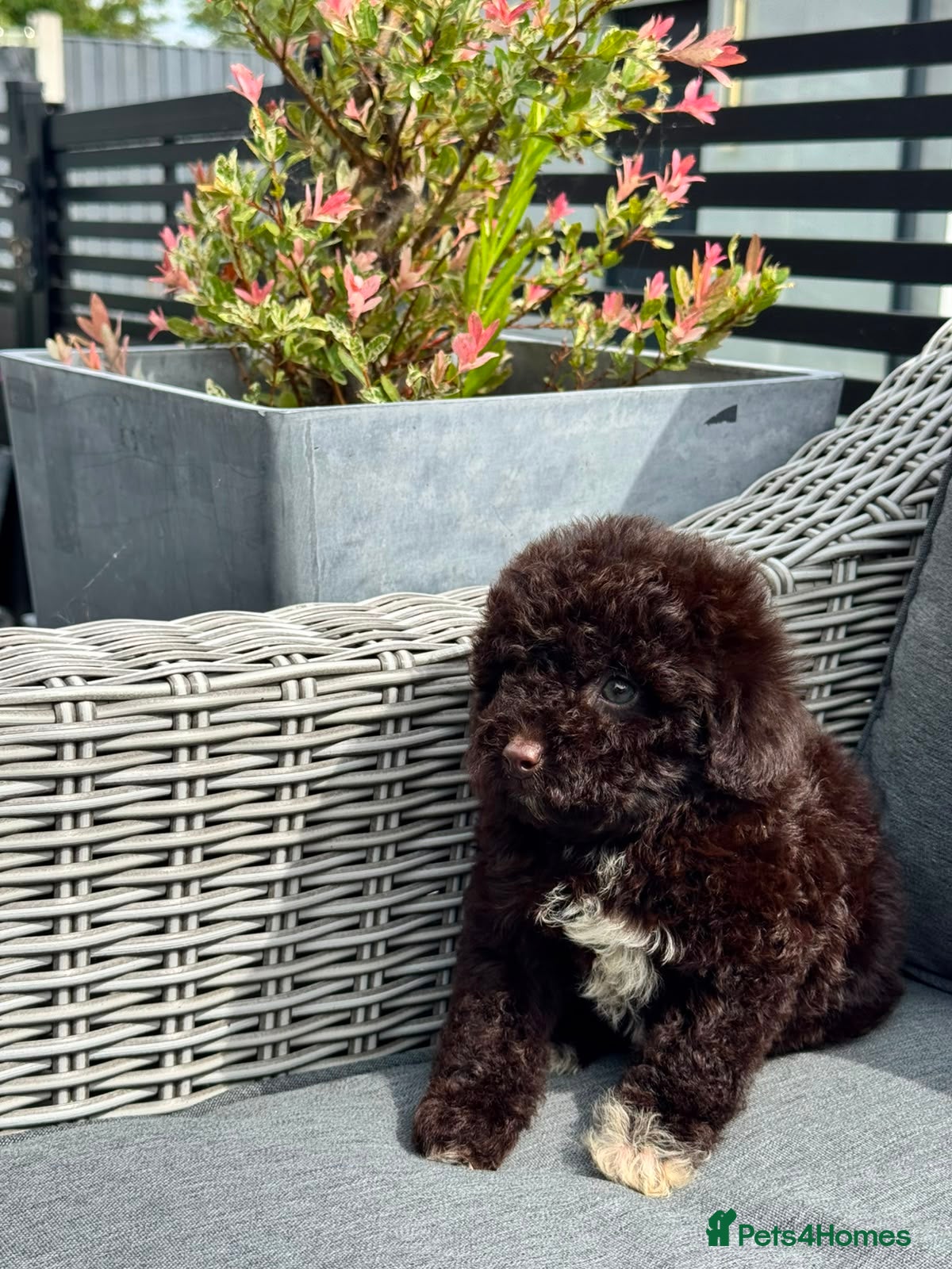 Cockapoo dogs Reduced!! Beautiful chocolate box cockapoo litter  - Advert 2