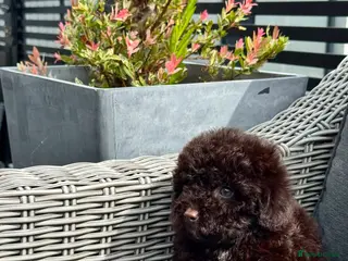 Cockapoo dogs Reduced!! Beautiful chocolate box cockapoo litter - Advert 5