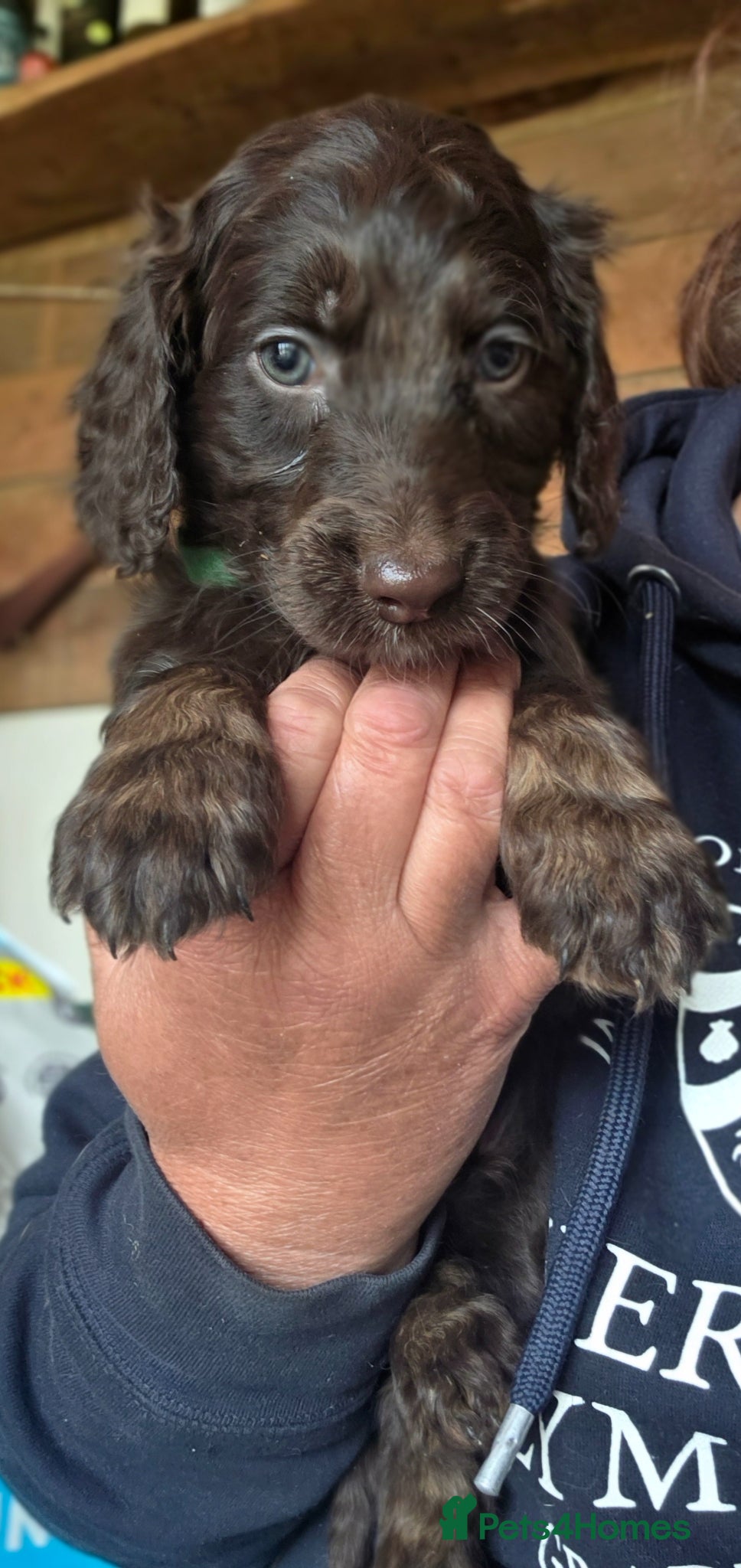 Cockapoo dogs Cockerpoo puppies F1 stunning mixed litter  - Advert 5