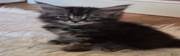 Maine Coon cats for sale: Mainecoon tica reg polydactyl kittens - Advert 4