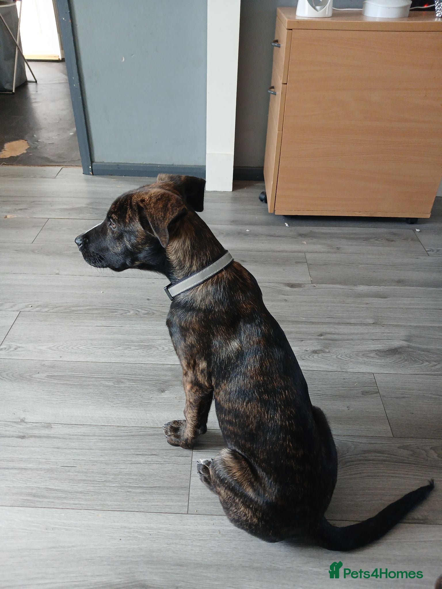 Mixed Breed dogs Belgium shepherd cross 4 months old male - Advert 8