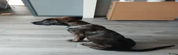 Mixed Breed dogs for sale: Belgium shepherd cross 4 months old male - Advert 1